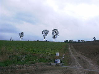 �p�q�B�[�̖�